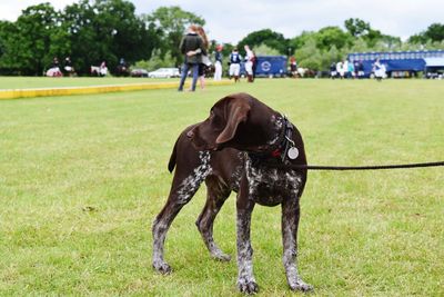 Dog standing on grassy field