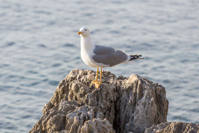 Seagull resting on the rocks at sea