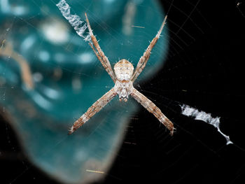 Close-up of spider on web