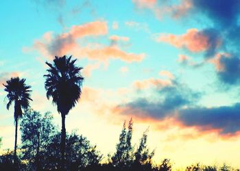 Low angle view of palm trees against sky