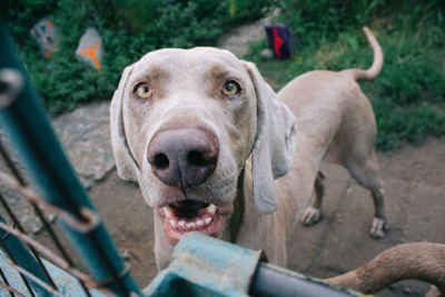 High angle portrait of dog