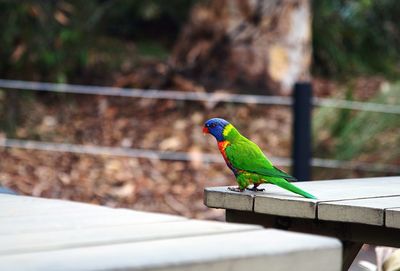 Close-up of parrot perching on leaf