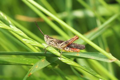 Close-up of insect on leaf