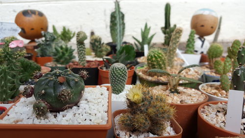 Close-up of potted cactus plants