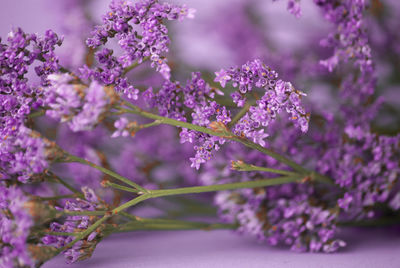 Close-up of purple flowering plants