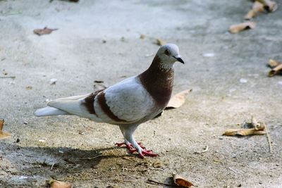 High angle view of pigeon perching on ground