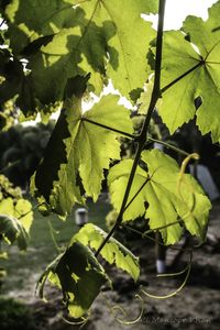 Close-up of leaves on plant during sunny day