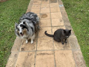 Cat sitting on footpath with a dog wearing a skirt for halloween 