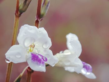 Close-up of wet purple flower