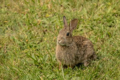 Close-up of a rabbit on field