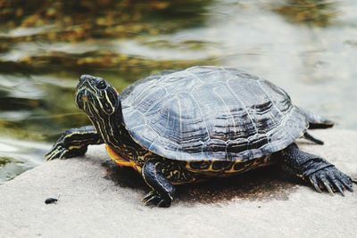 Close-up of a turtle in the lake