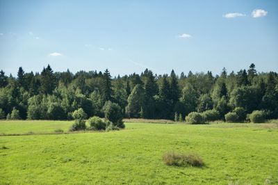 Trees on field against sky