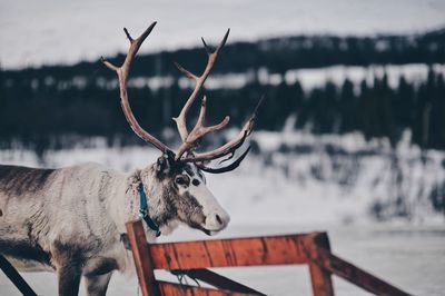 Close-up of deer in winter