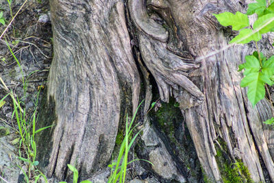 Full frame shot of tree trunk
