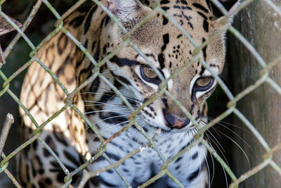 Close-up of giraffe in cage