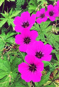 Close-up of purple flowers