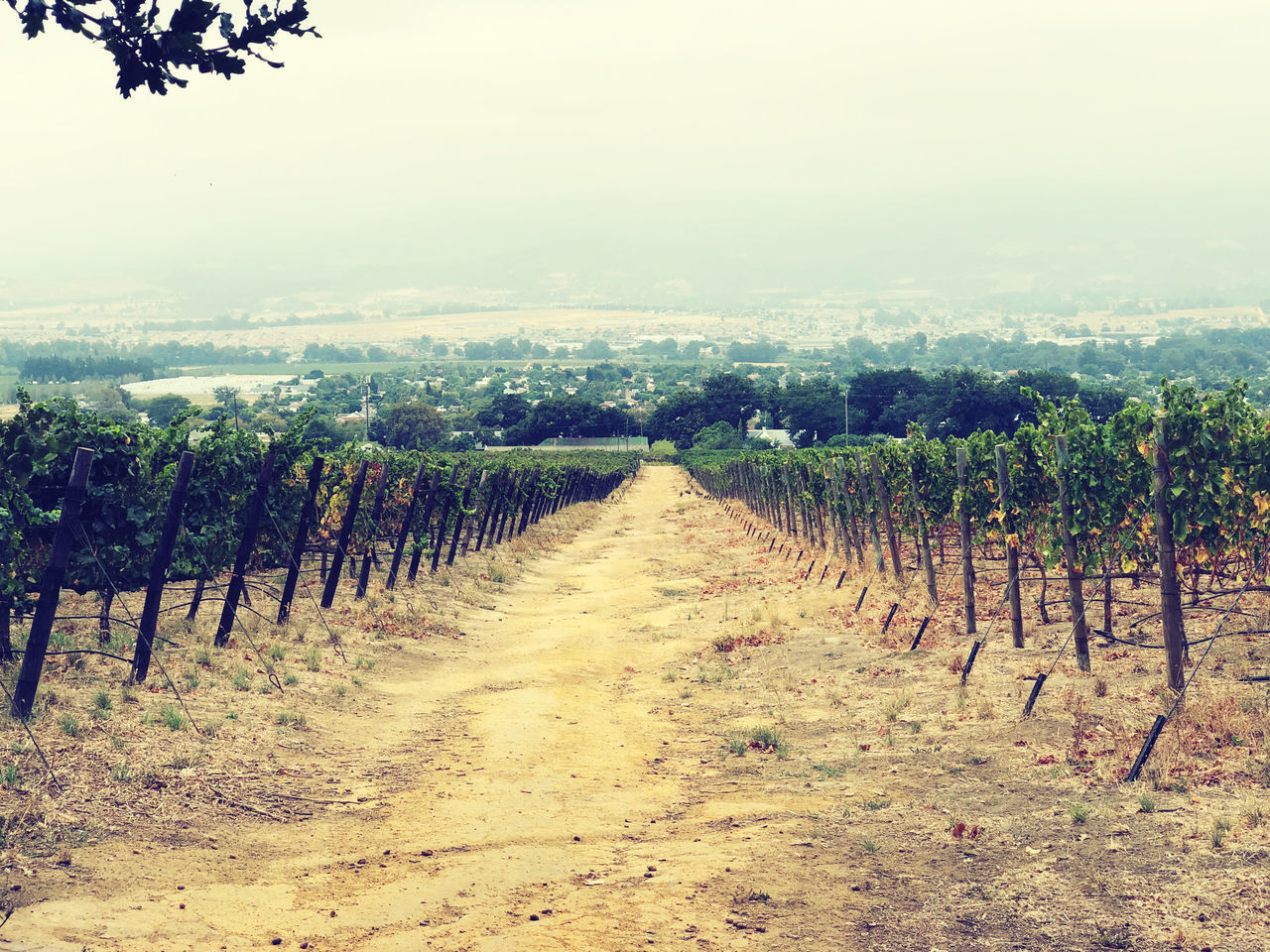 VINEYARD AGAINST SKY