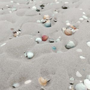 High angle view of seashells on beach