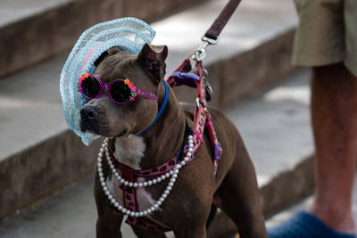 View of dog wearing sunglasses