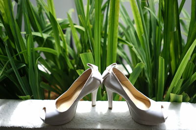 Close-up of shoes on plant