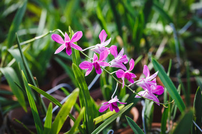 Close-up of pink flowers against blurred background