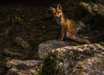 Portrait of fox relaxing on rock formation