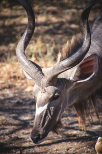 Close-up of deer on field