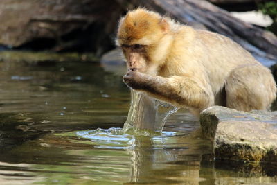 Monkey drinking water