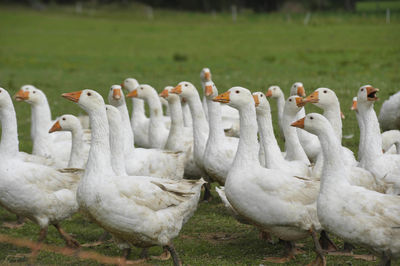 A gaggle of white geese walking on a green meadow