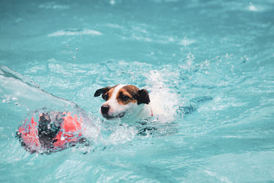 Dog chasing small basketball while swimming in backyard pool