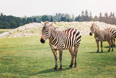 Zebras standing in a field