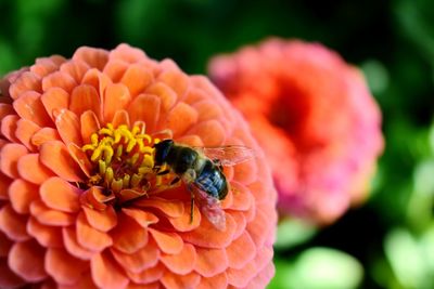 Close-up of bee on flower