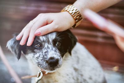 Close-up of hand holding dog