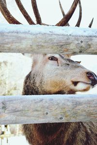 Close-up of deer