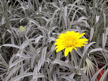 Close-up of yellow wildflower