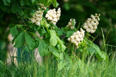 Close-up of flowering plant on field