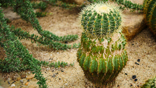 High angle view of cactus plant growing on field