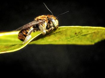 Close-up of bee on leaf