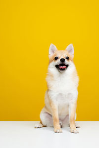 Cute little dog sitting on owner photo of a cute dog in a photo studio.