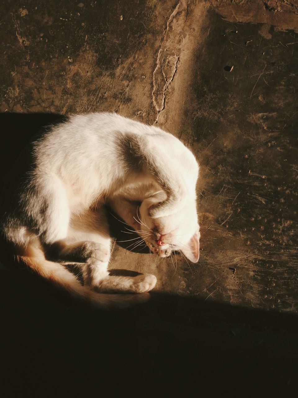 CLOSE-UP OF CAT SLEEPING