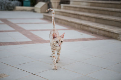 Cat on footpath