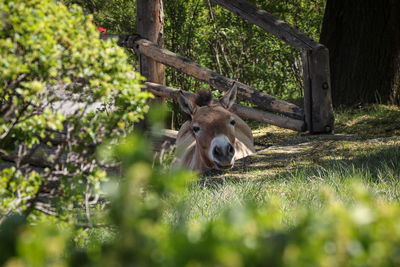 Portrait of equus przewalskii walks into paddock in national park. last wild species. 