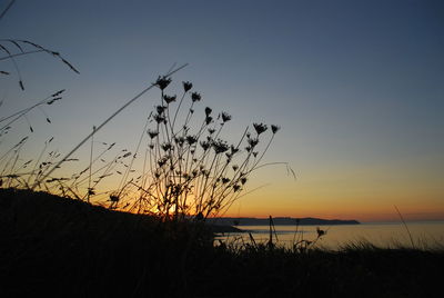 Silhouette plant on beach against sky during sunset