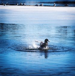 Duck swimming in sea