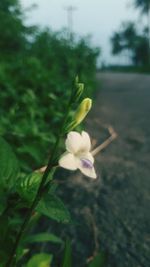 Close-up of white flowering plant