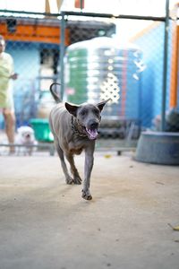 Portrait of dog standing in city