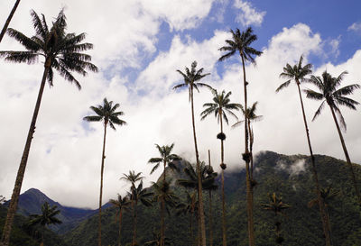 Palm trees against sky