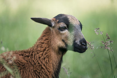 Portrait of young cameroon sheep