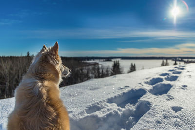 Dog sitting on snow covered field against sky during sunny day