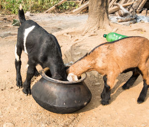 Close-up of goat